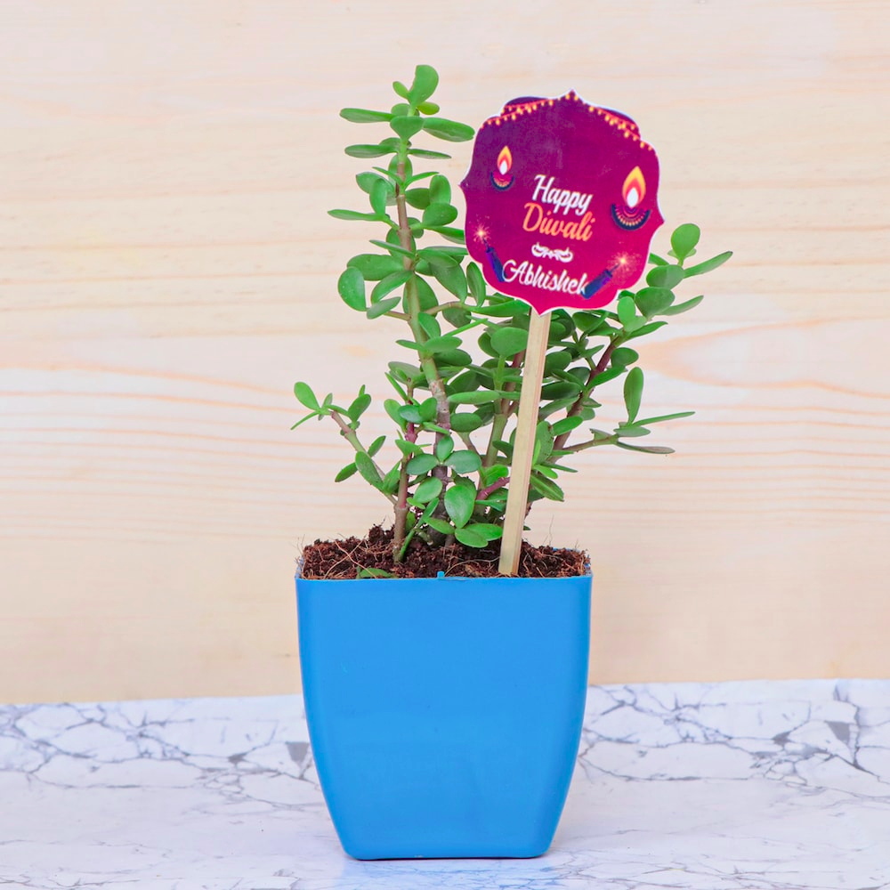  Happy Diwali Zade Plant